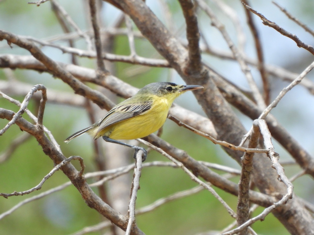 Maracaibo Tody-Flycatcher - Francisco Contreras @francontreras.80