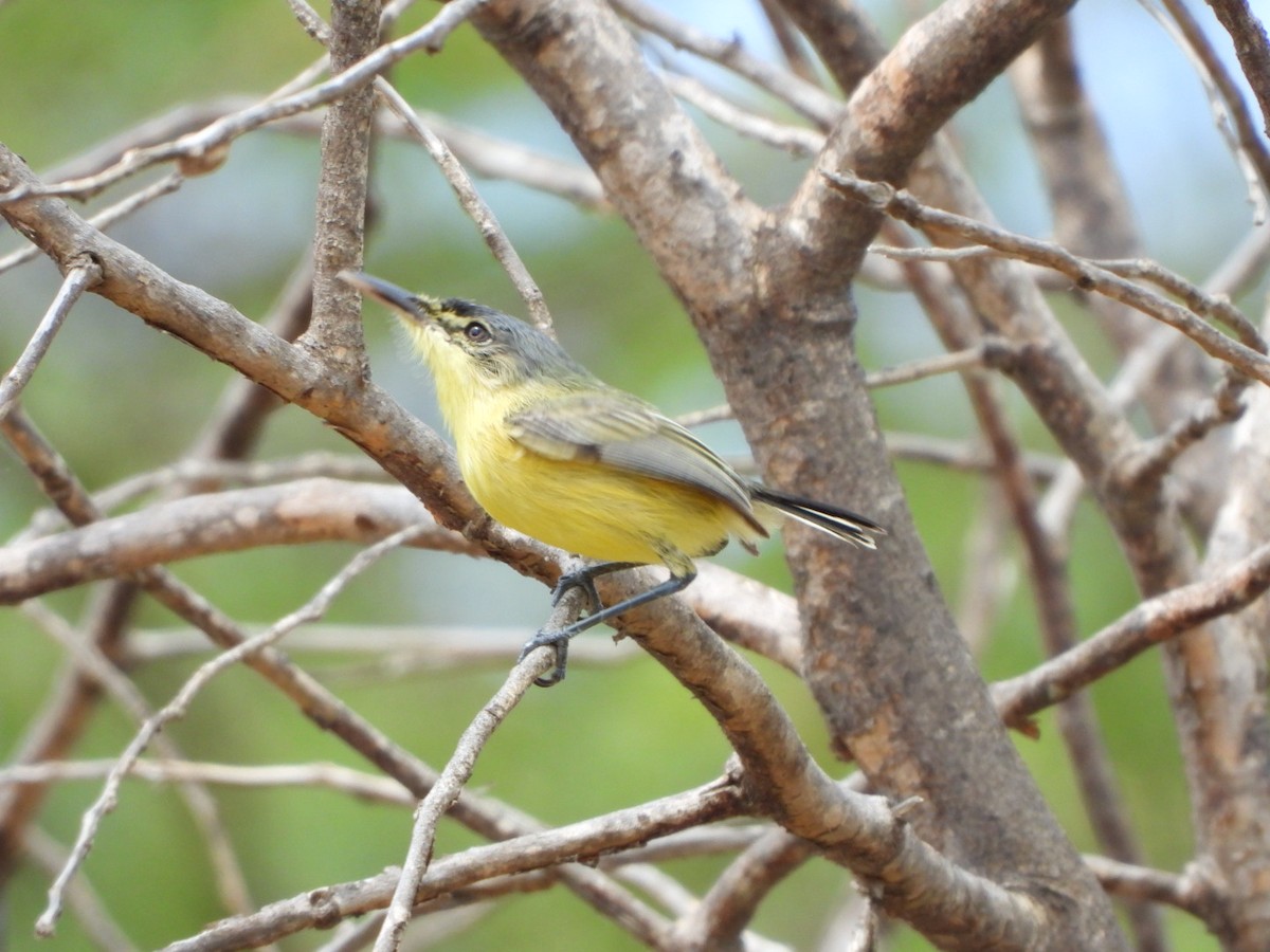 Maracaibo Tody-Flycatcher - Francisco Contreras @francontreras.80