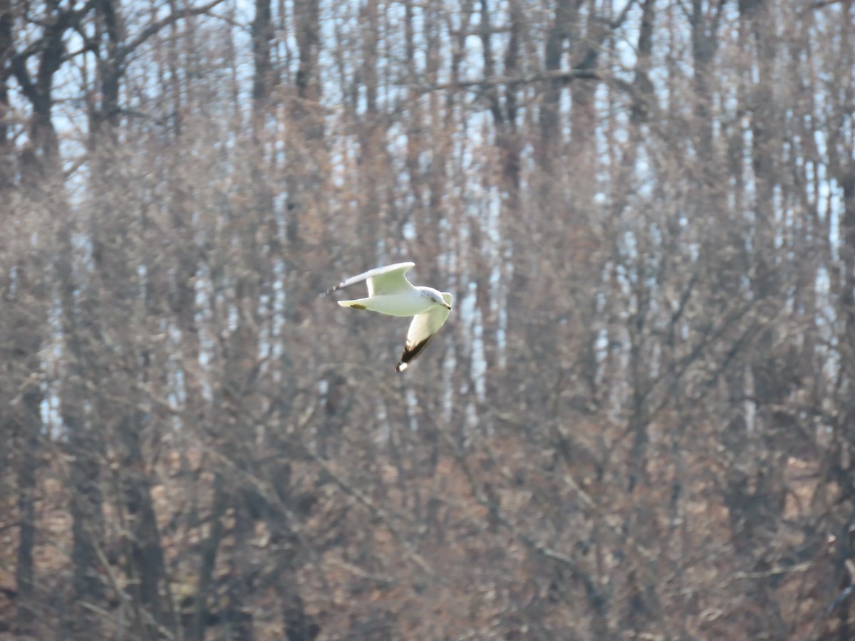 Ring-billed Gull - ML420569821