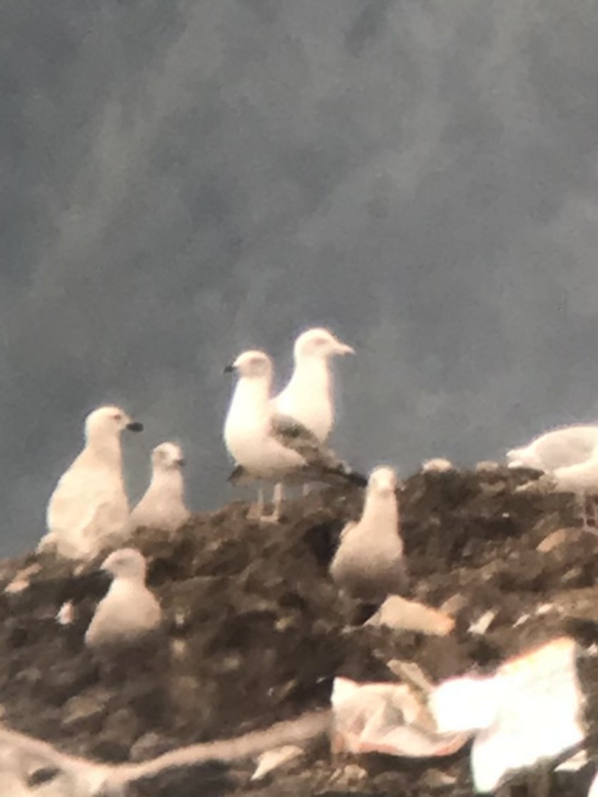 Lesser Black-backed Gull - Don Berg