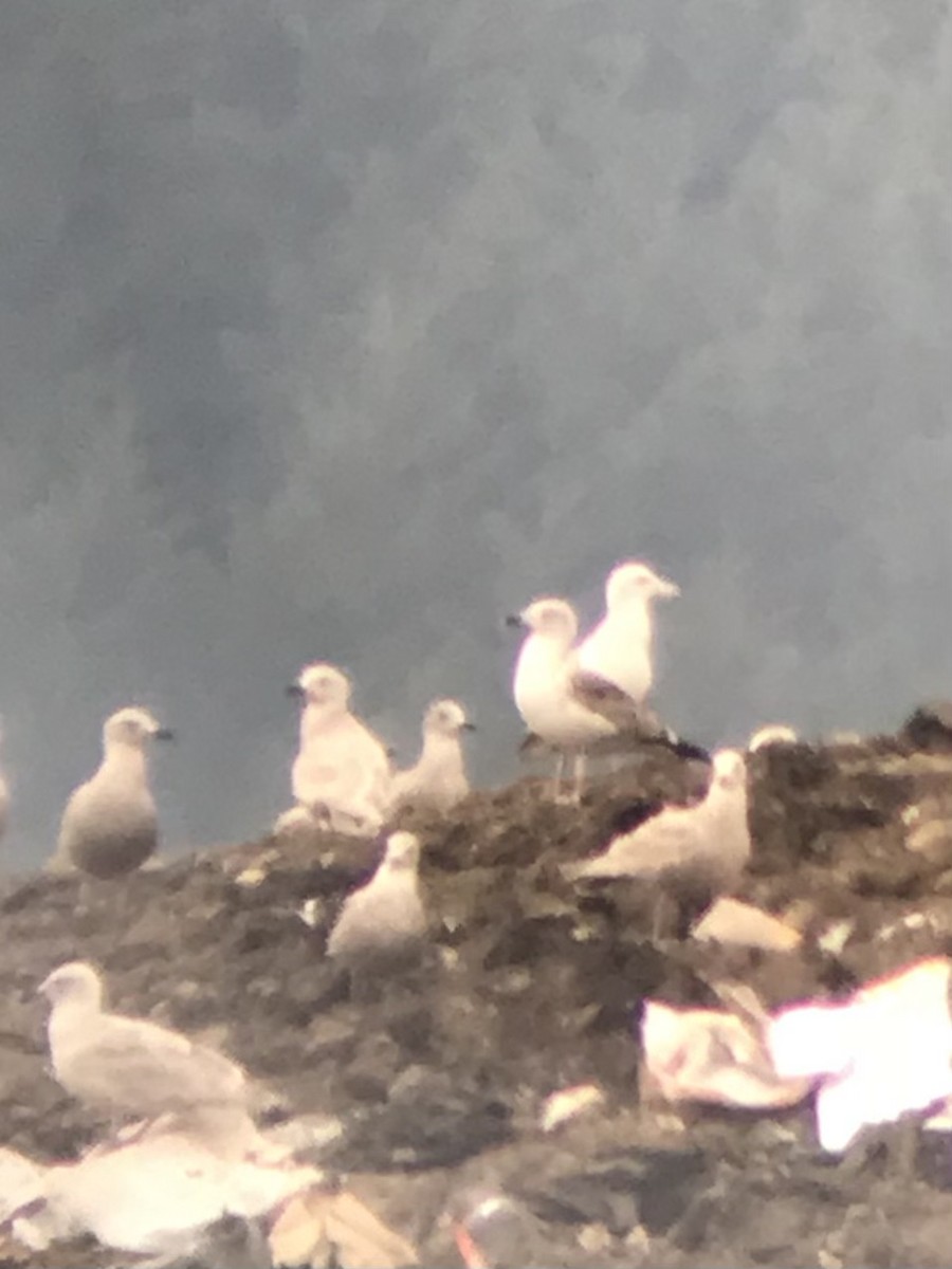 Lesser Black-backed Gull - ML420569891