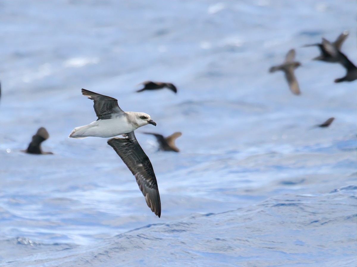 White-headed Petrel - Kye Turnbull