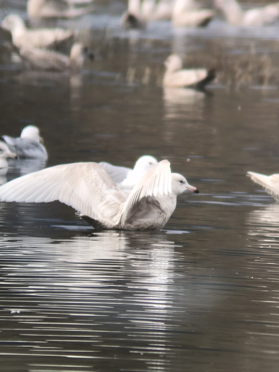 Glaucous Gull - ML420570151