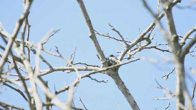 Stripe-breasted Starthroat - ML420570471