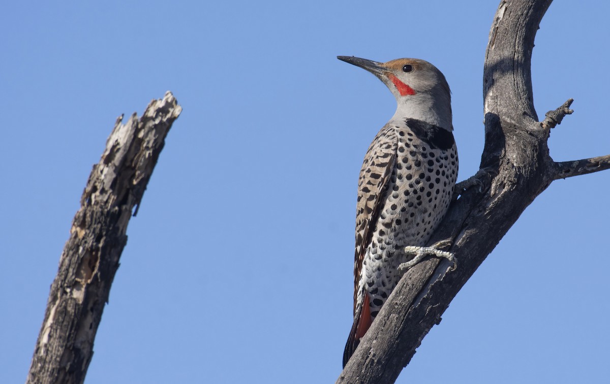 Northern Flicker - Marky Mutchler