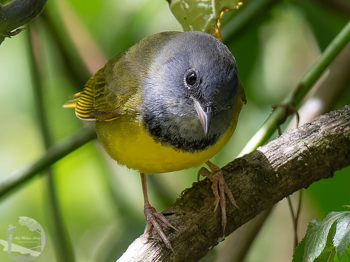 Mourning Warbler - ML420571081