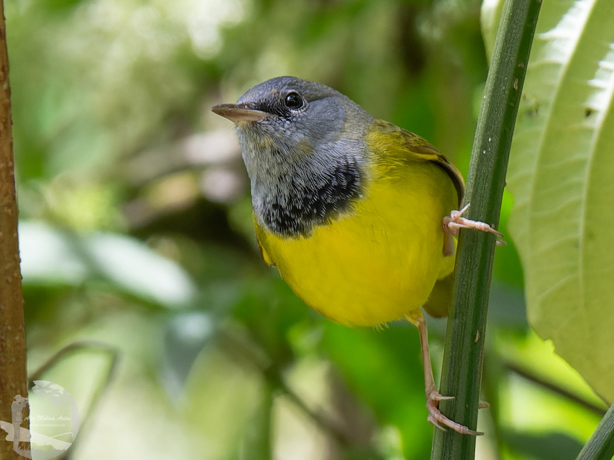 Mourning Warbler - Alex Molina