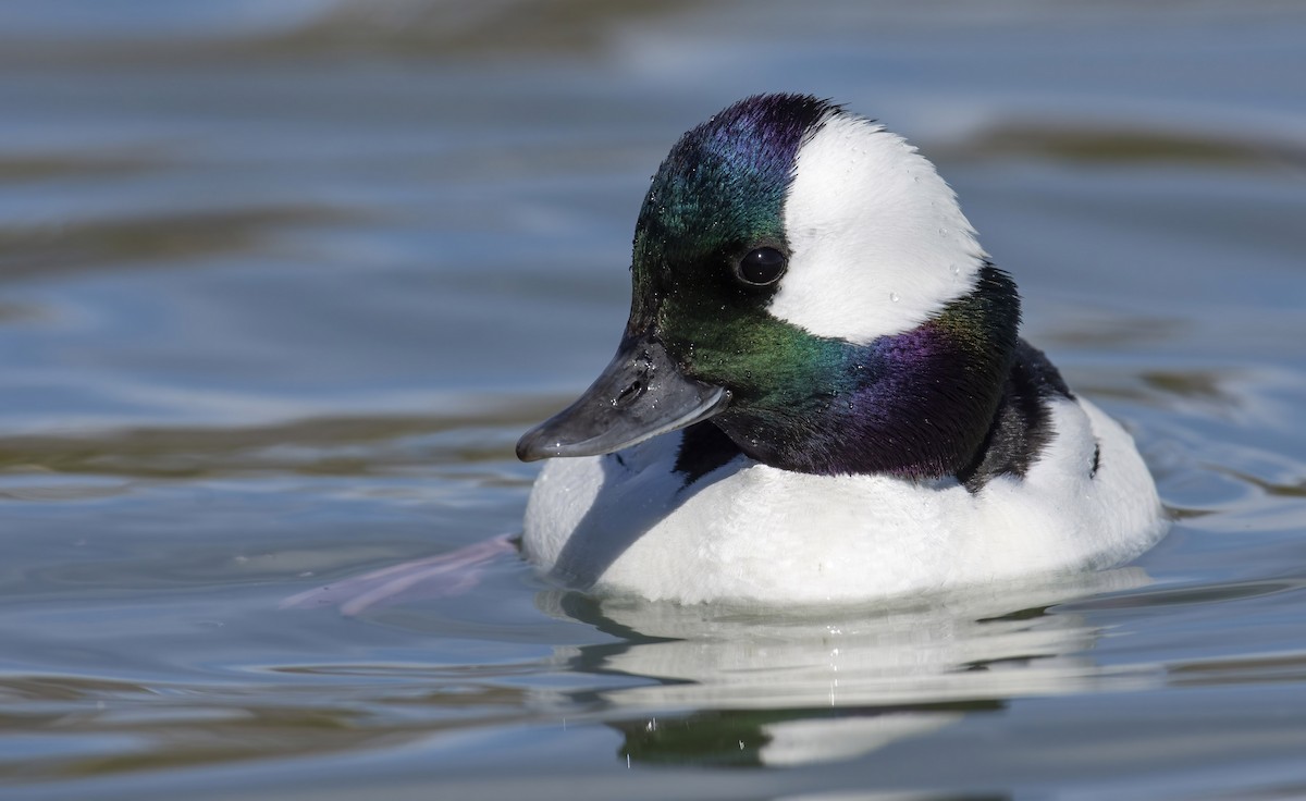 Bufflehead - ML420571971