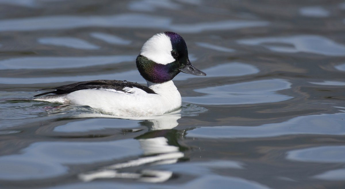 Bufflehead - ML420572141