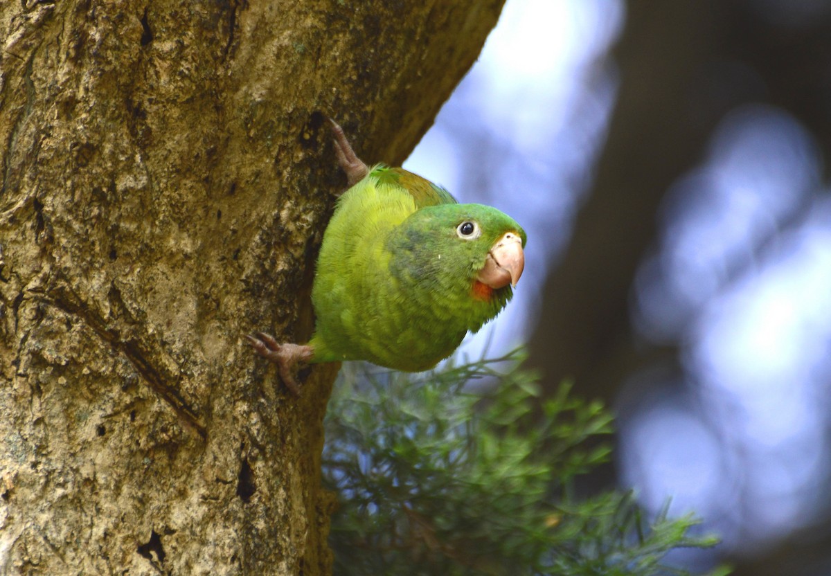 Orange-chinned Parakeet - ML42057431