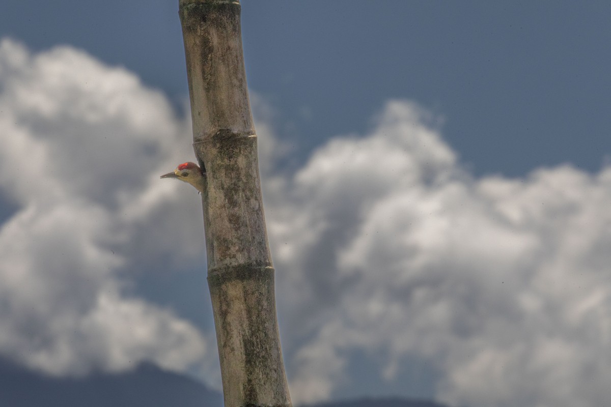 Red-crowned Woodpecker - ML420577301
