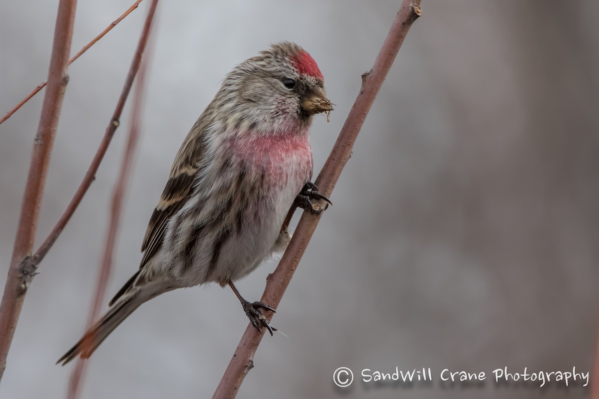 Common Redpoll - Will Sebern