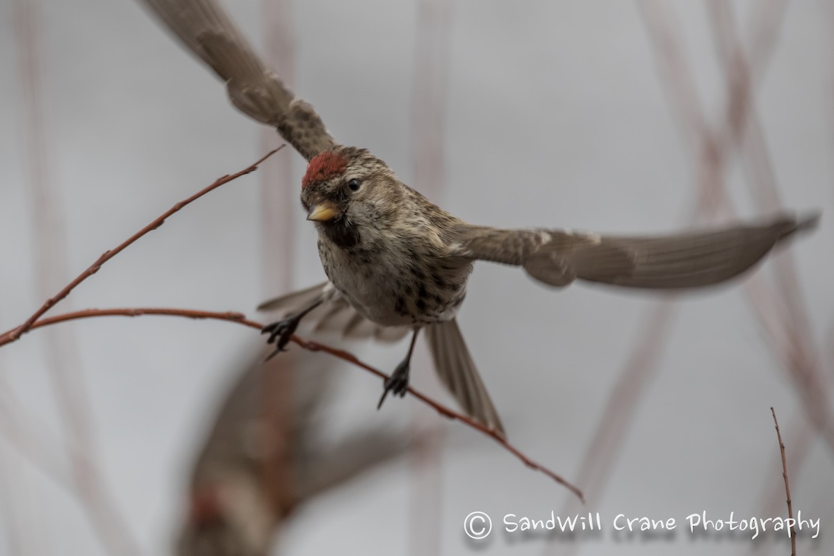 Common Redpoll - Will Sebern