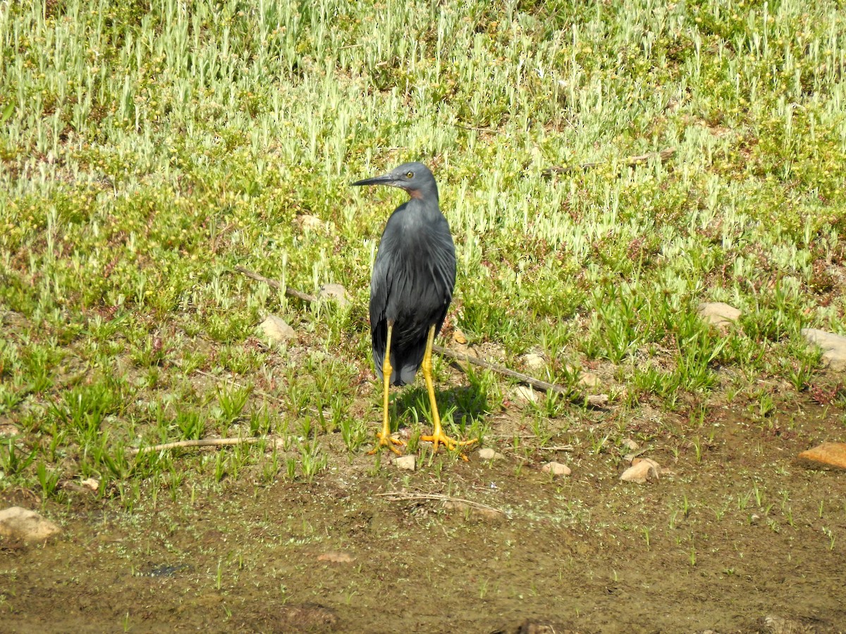 Slaty Egret - Marianne Walsh