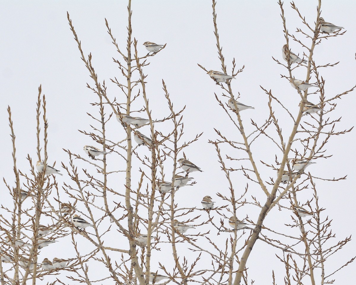 雪鵐 - ML420580681
