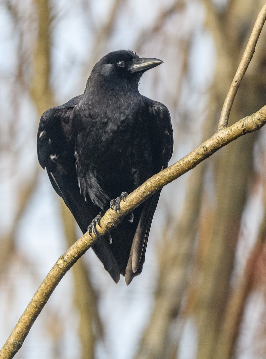 American Crow - ML420582781