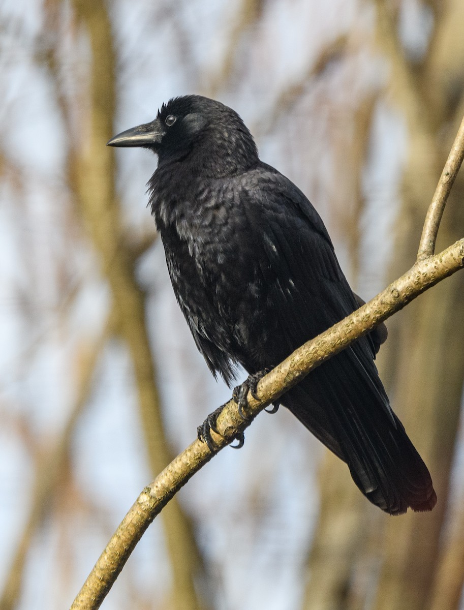 American Crow - ML420582801