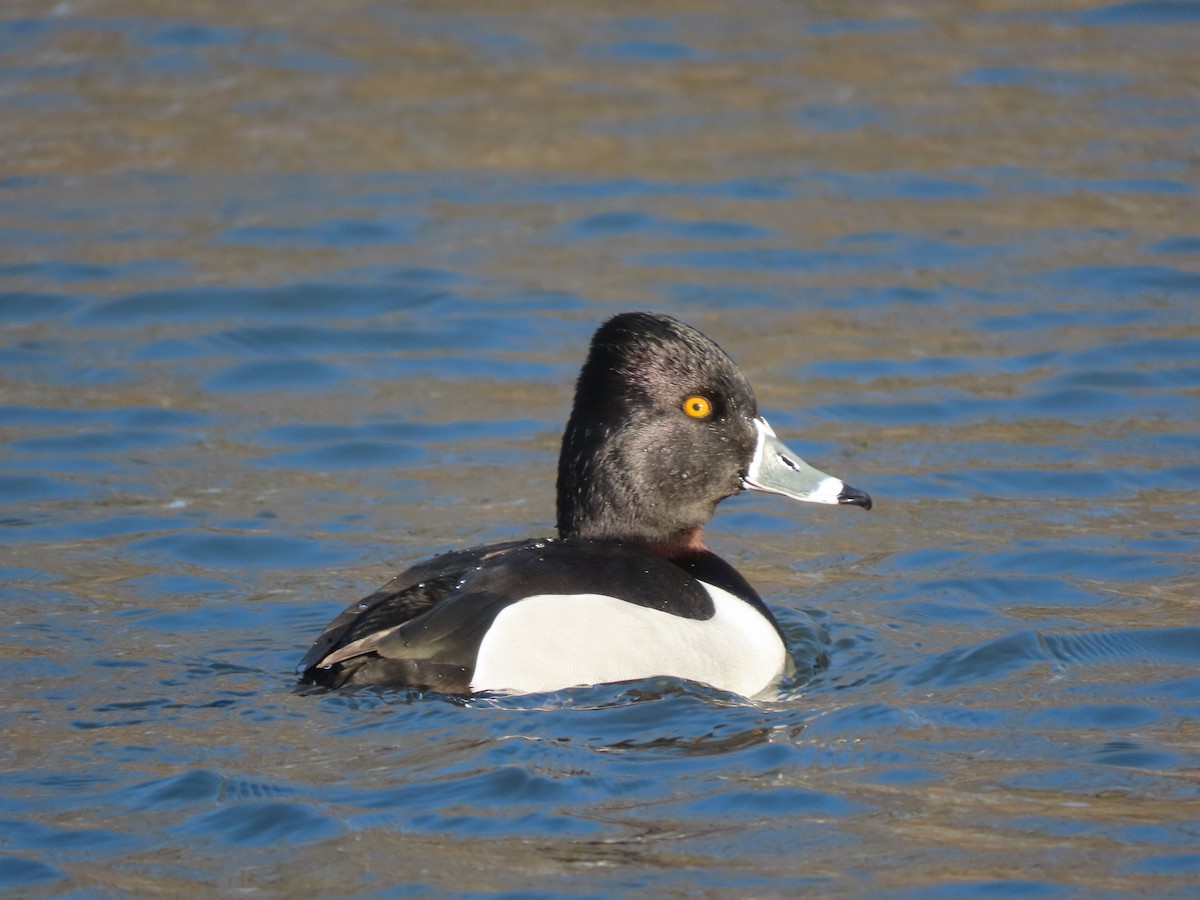 Ring-necked Duck - Rick Wright