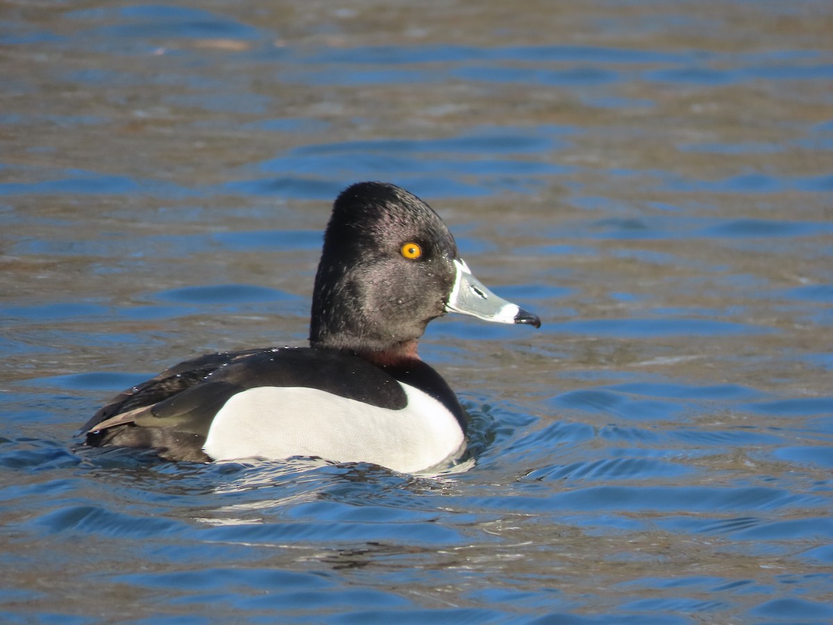 Ring-necked Duck - ML420584421