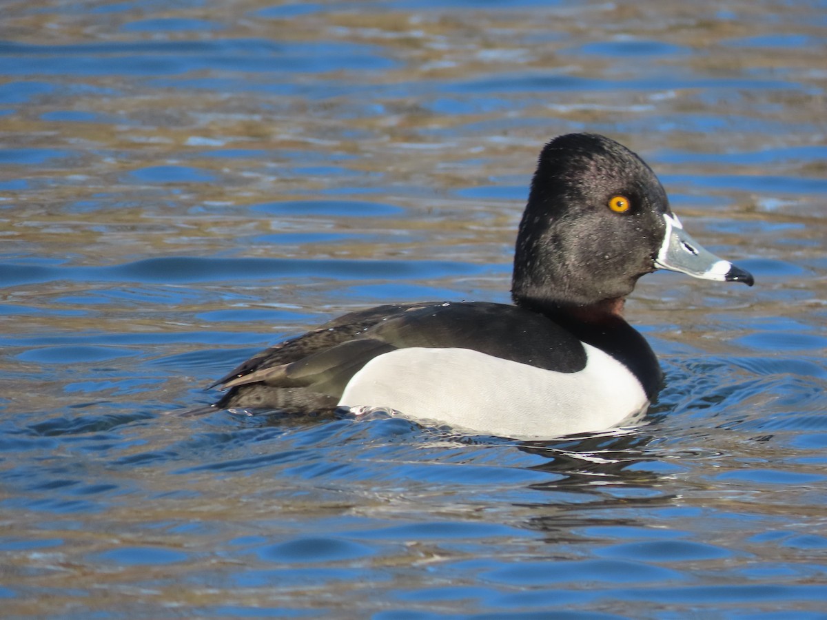 Ring-necked Duck - Rick Wright