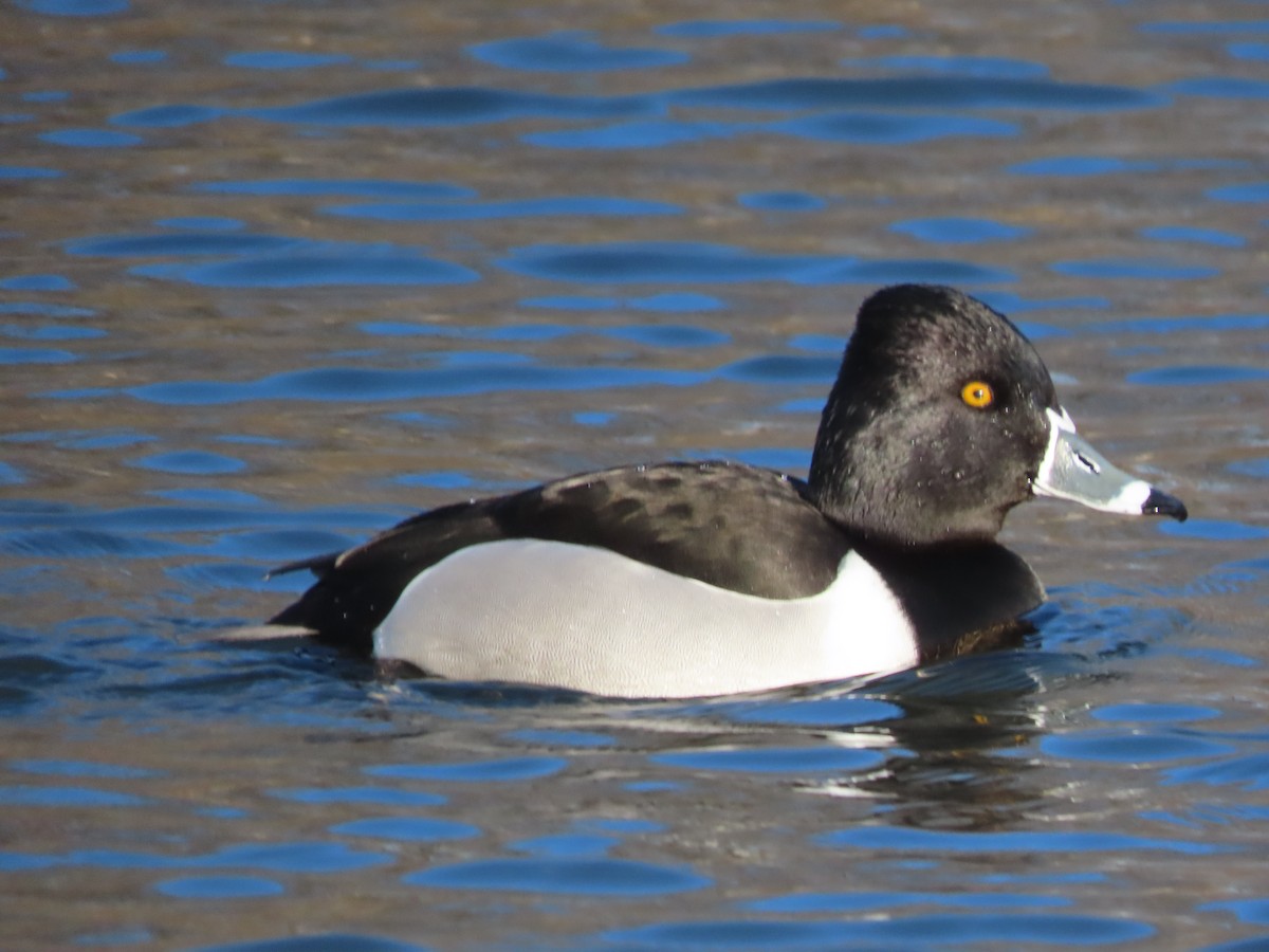 Ring-necked Duck - Rick Wright