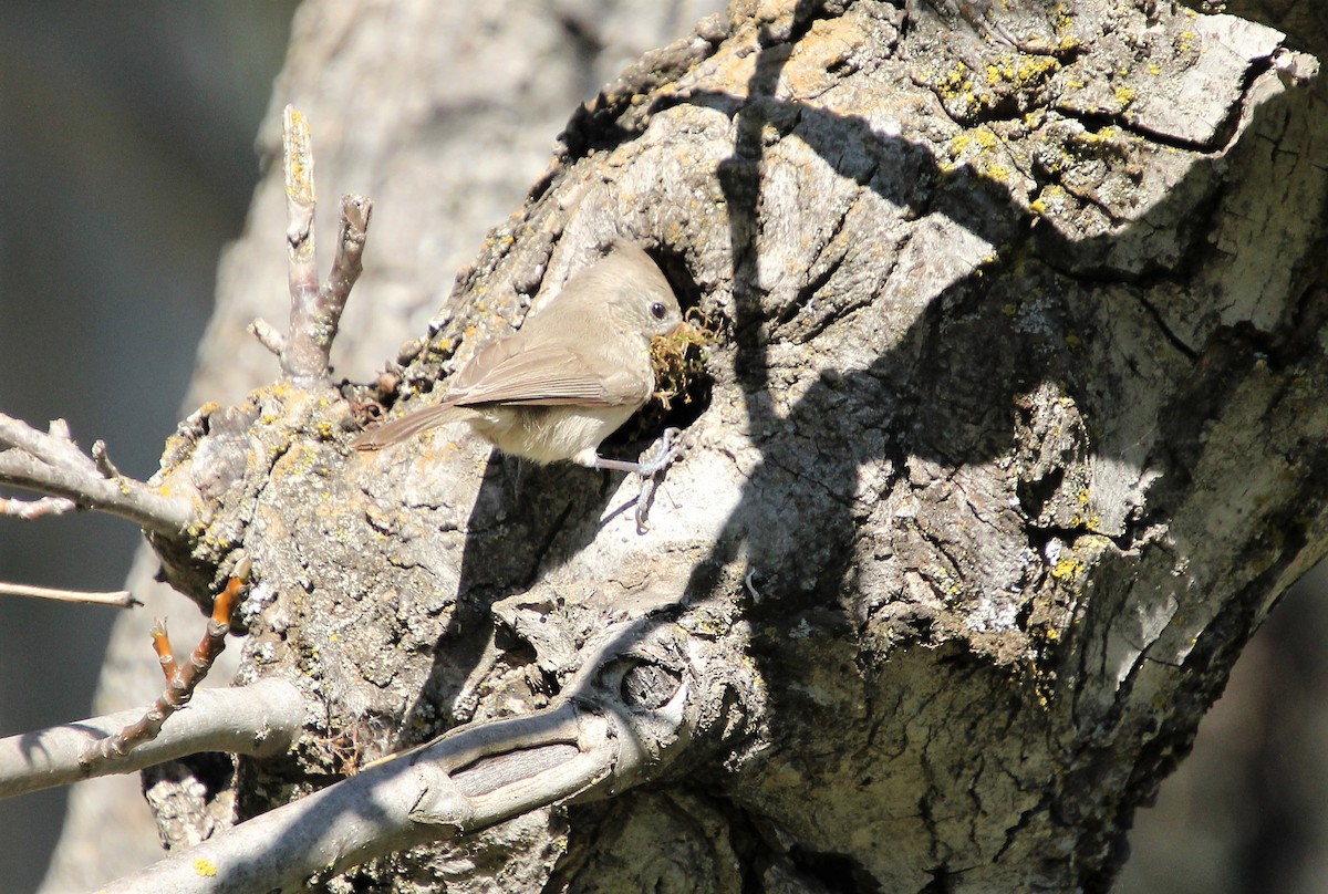 Oak Titmouse - ML420585061