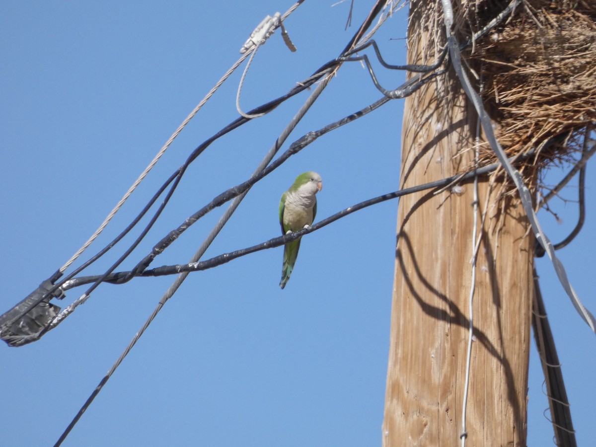 Monk Parakeet - ML420585411