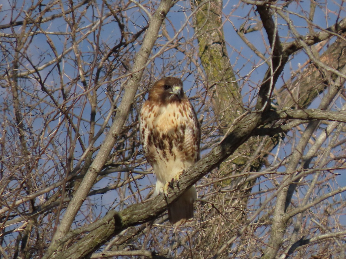 Red-tailed Hawk - ML420585961
