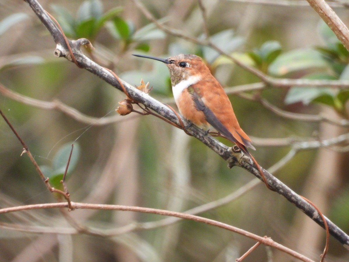 Rufous Hummingbird - ML420589291
