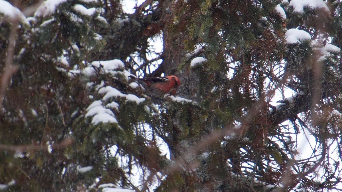 White-winged Crossbill - ML420590361