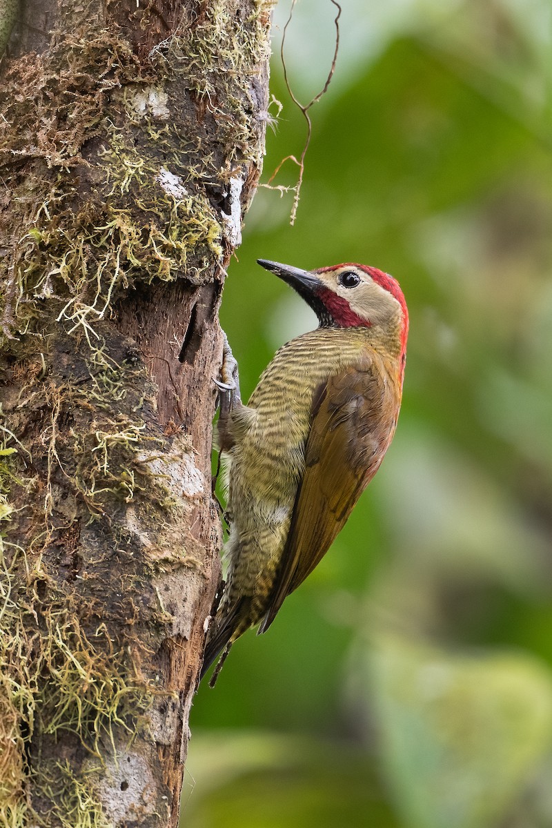 Golden-olive Woodpecker - Graham Gerdeman