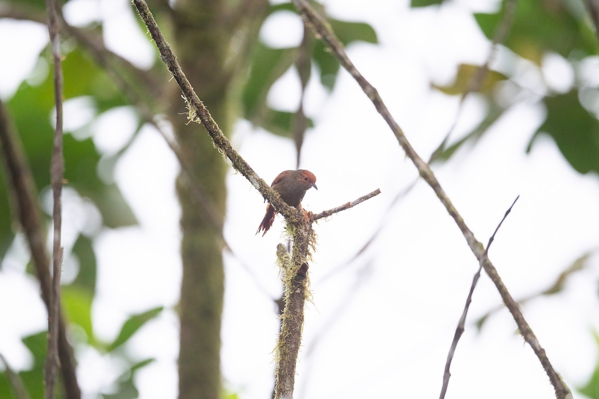 Red-faced Spinetail - ML420590581
