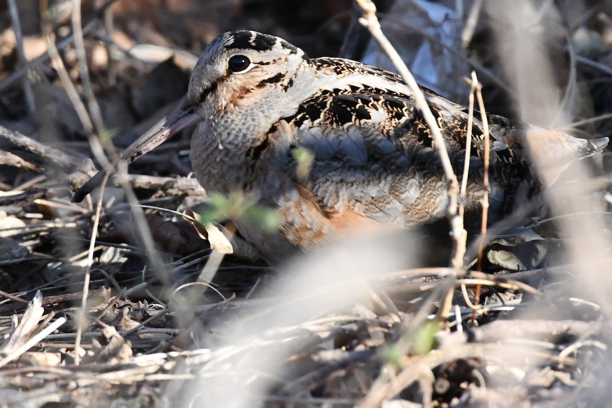 American Woodcock - ML420591611