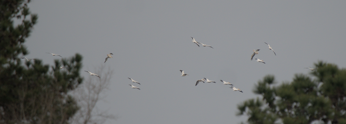 American White Pelican - ML420591751