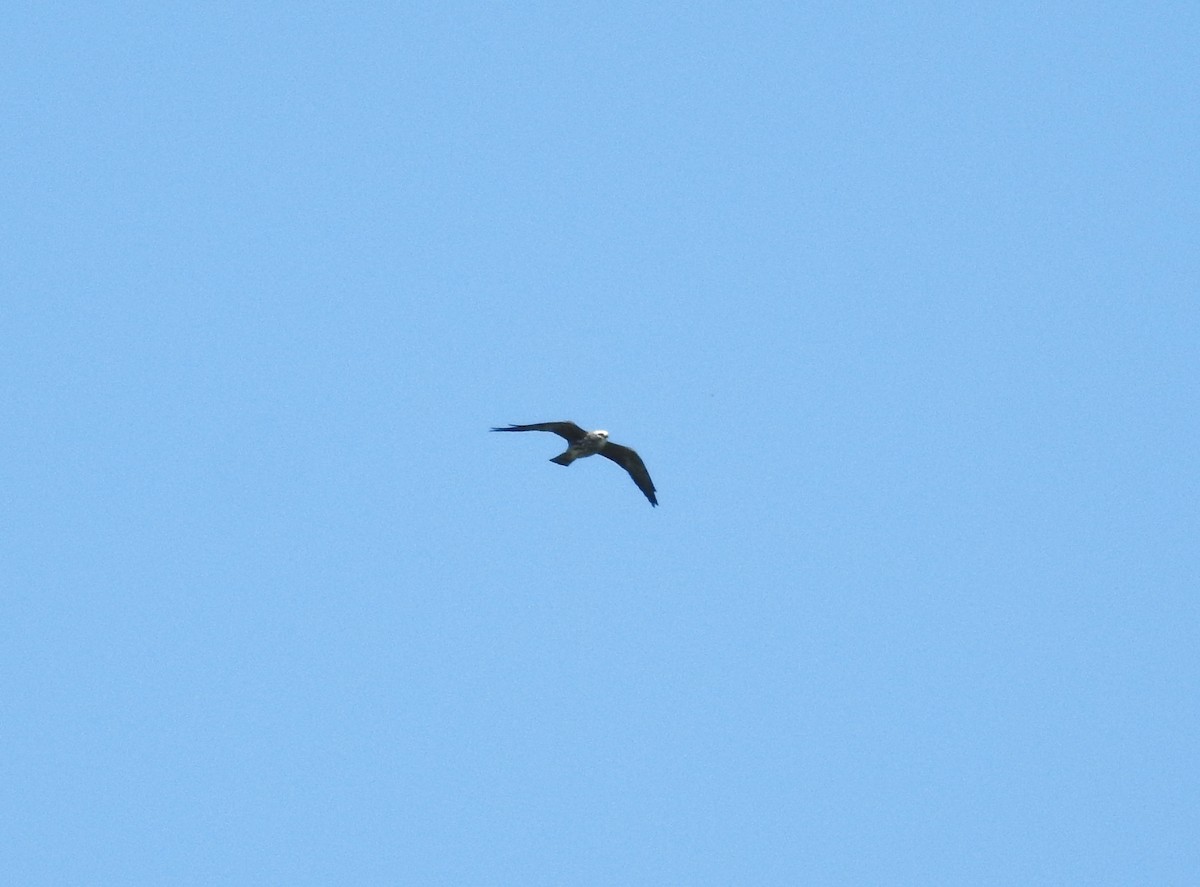 Mississippi Kite - ML42059211