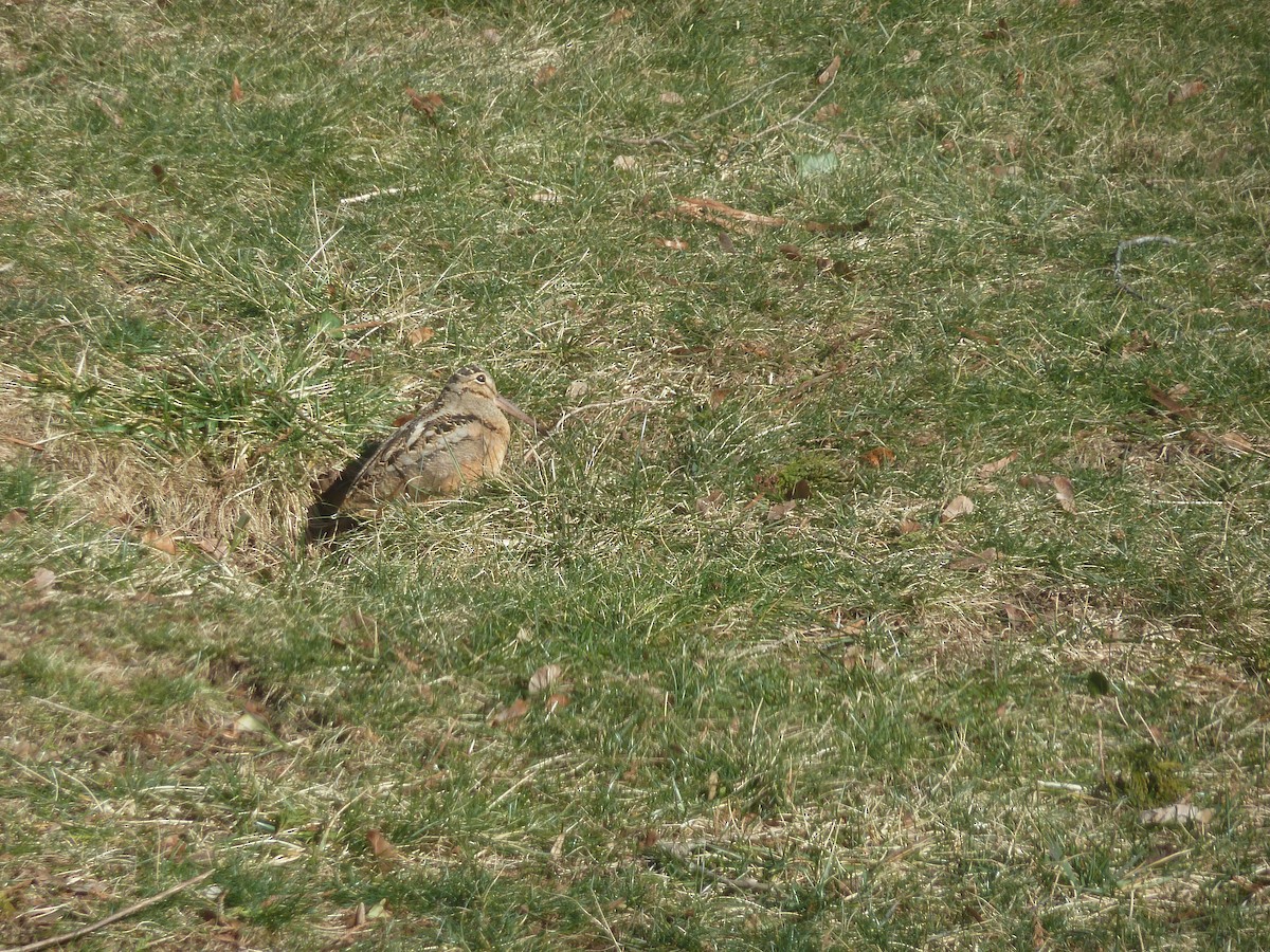 American Woodcock - ML420592801