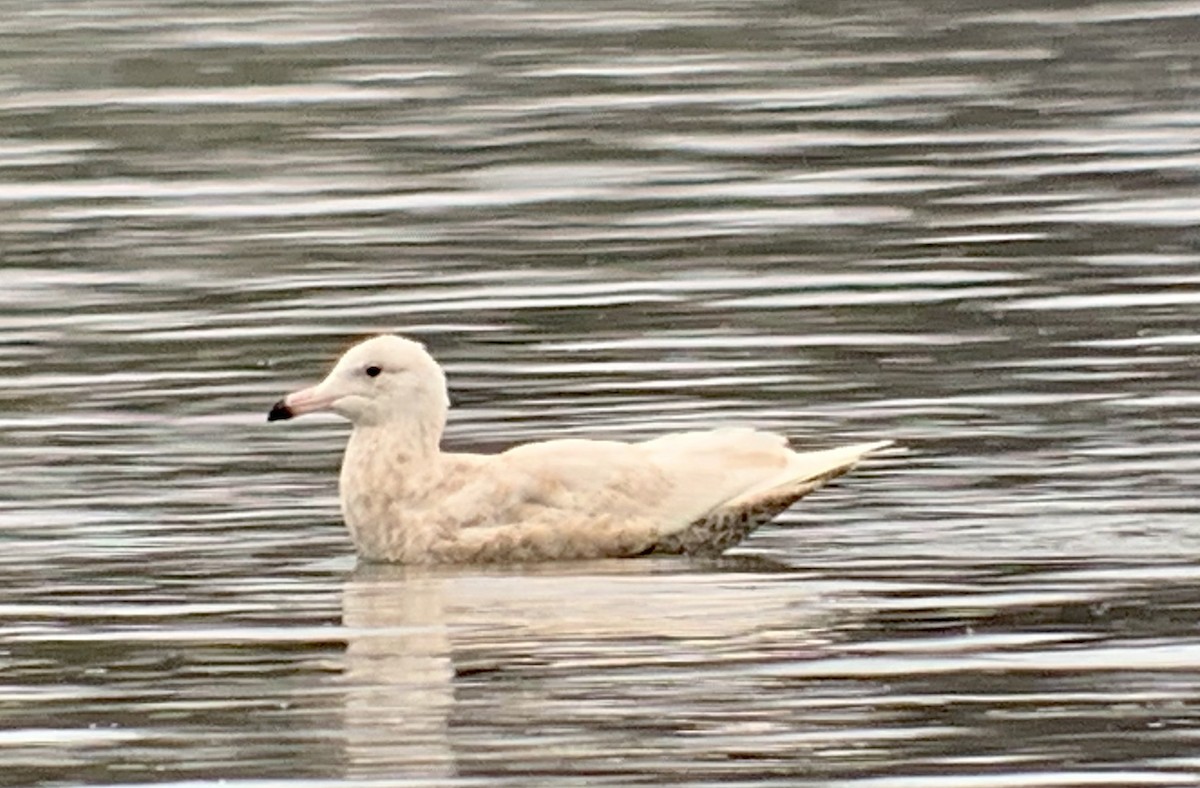 Glaucous Gull - ML420593291