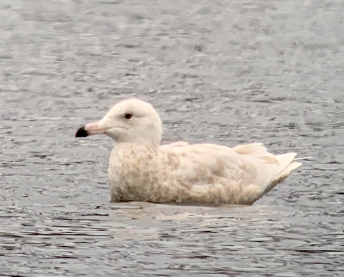 Glaucous Gull - ML420593301