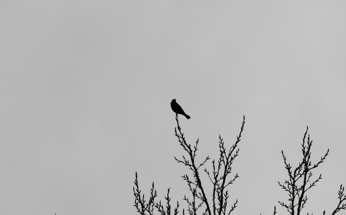 Red-winged Blackbird - ML420593851