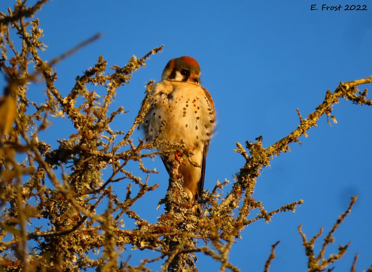 American Kestrel - ML420595481