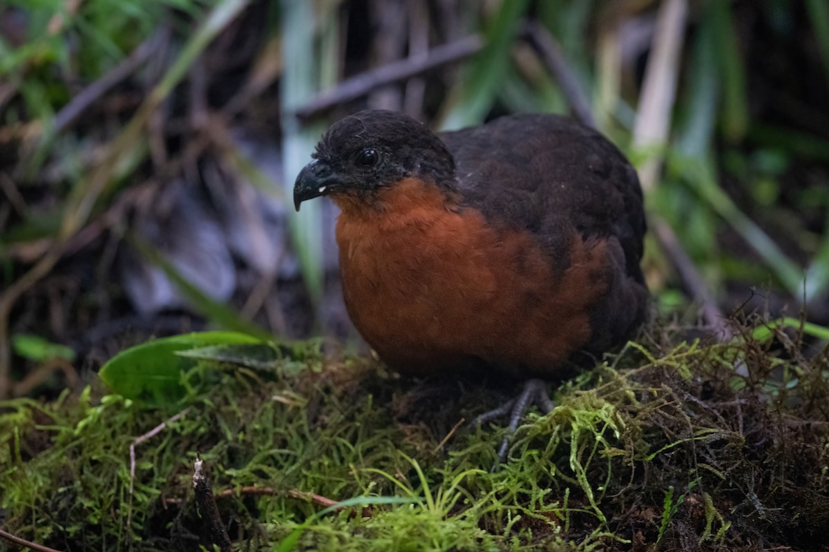 Dark-backed Wood-Quail - ML420595821