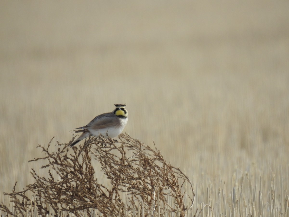 Horned Lark - ML420597501