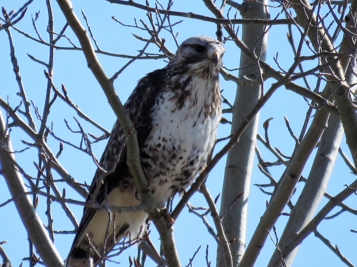 Rough-legged Hawk - Megan St. Louis