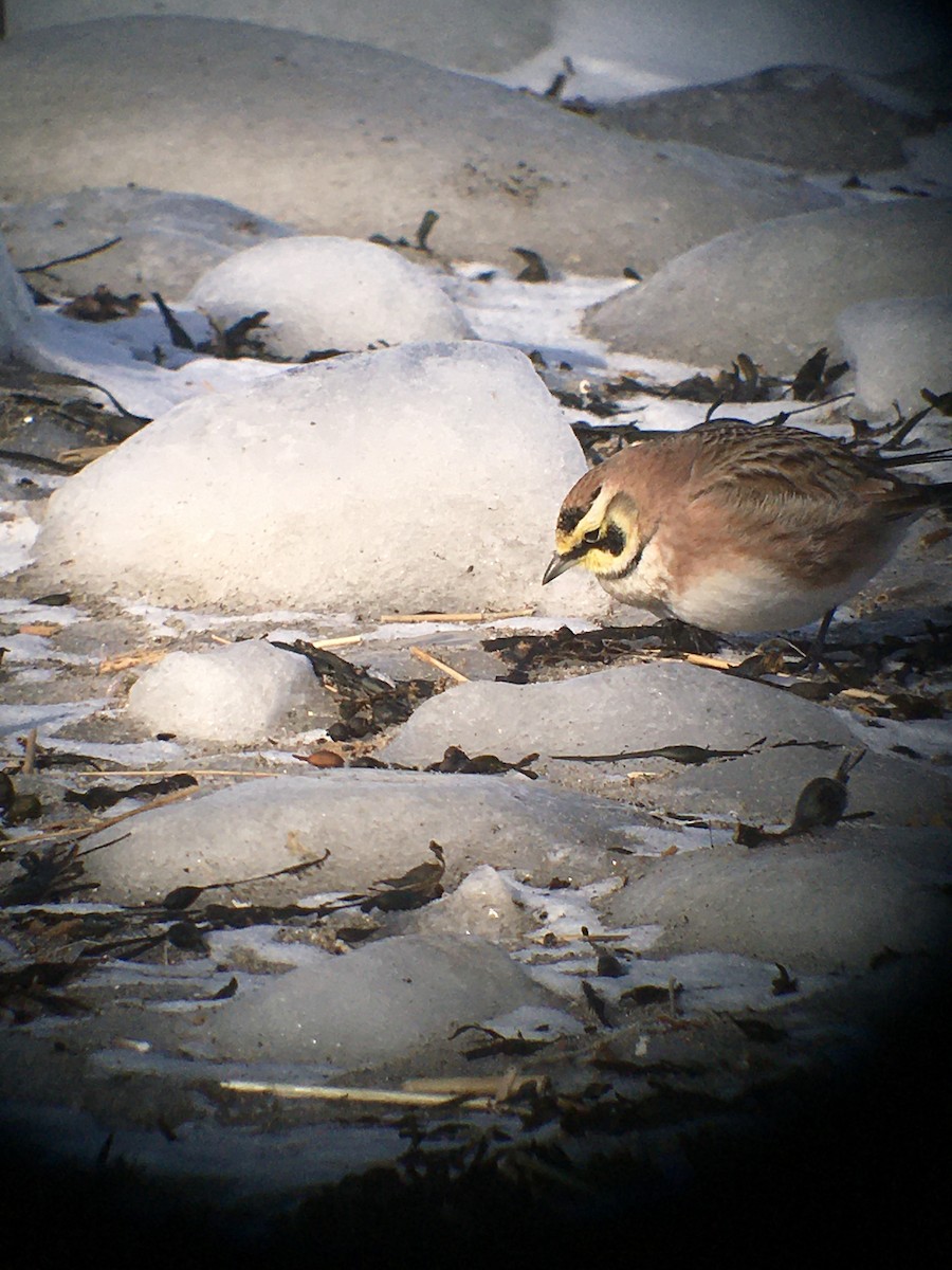 Horned Lark - Bruno Drolet