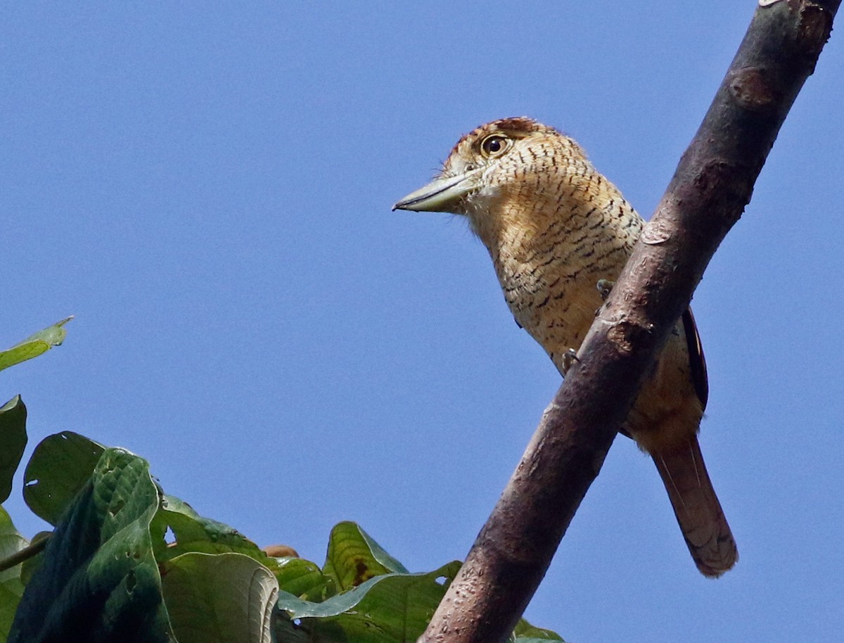 Barred Puffbird - ML420601561