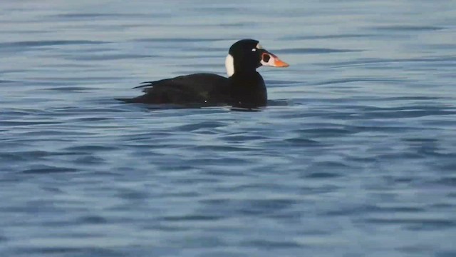 Surf Scoter - ML420601661