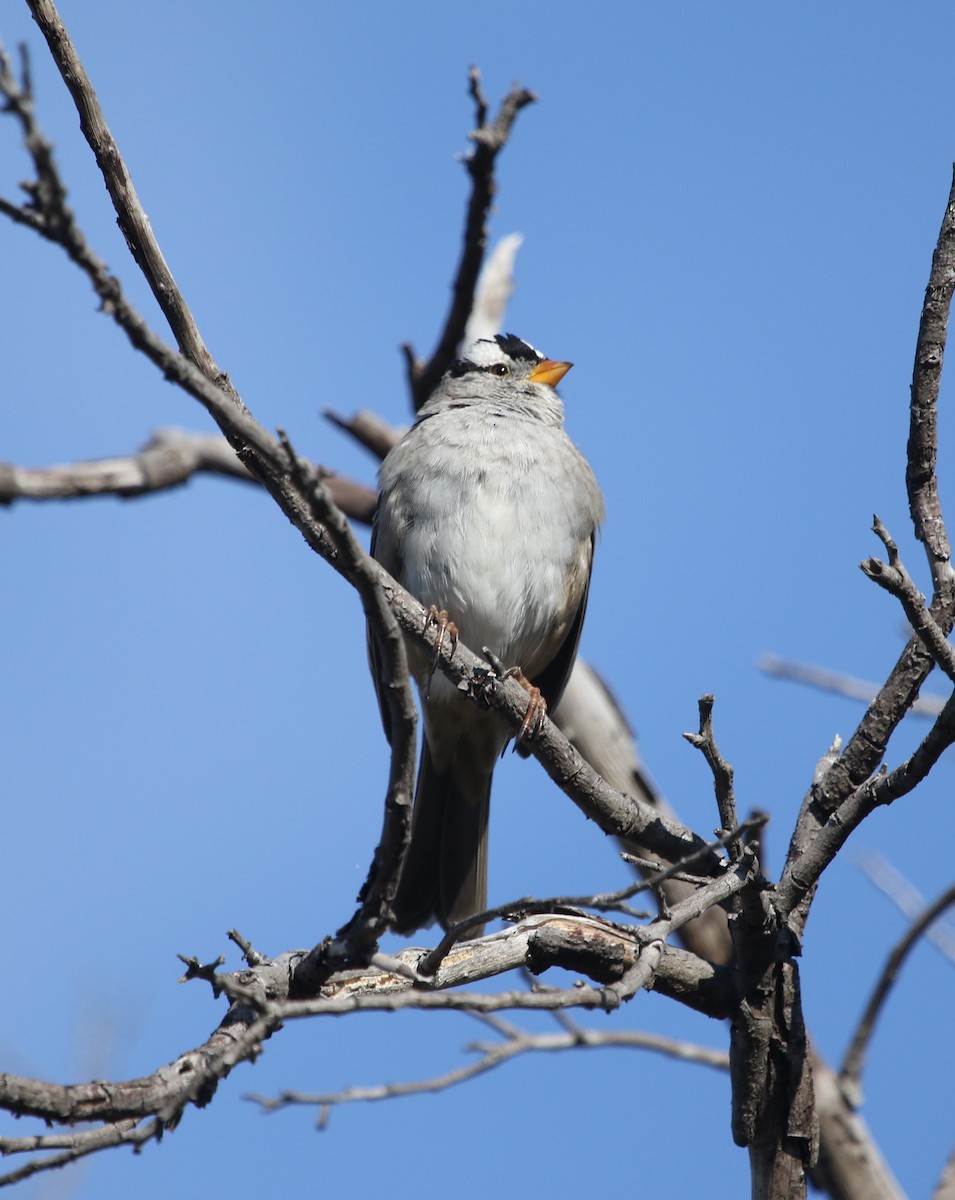 White-crowned Sparrow - ML420601761
