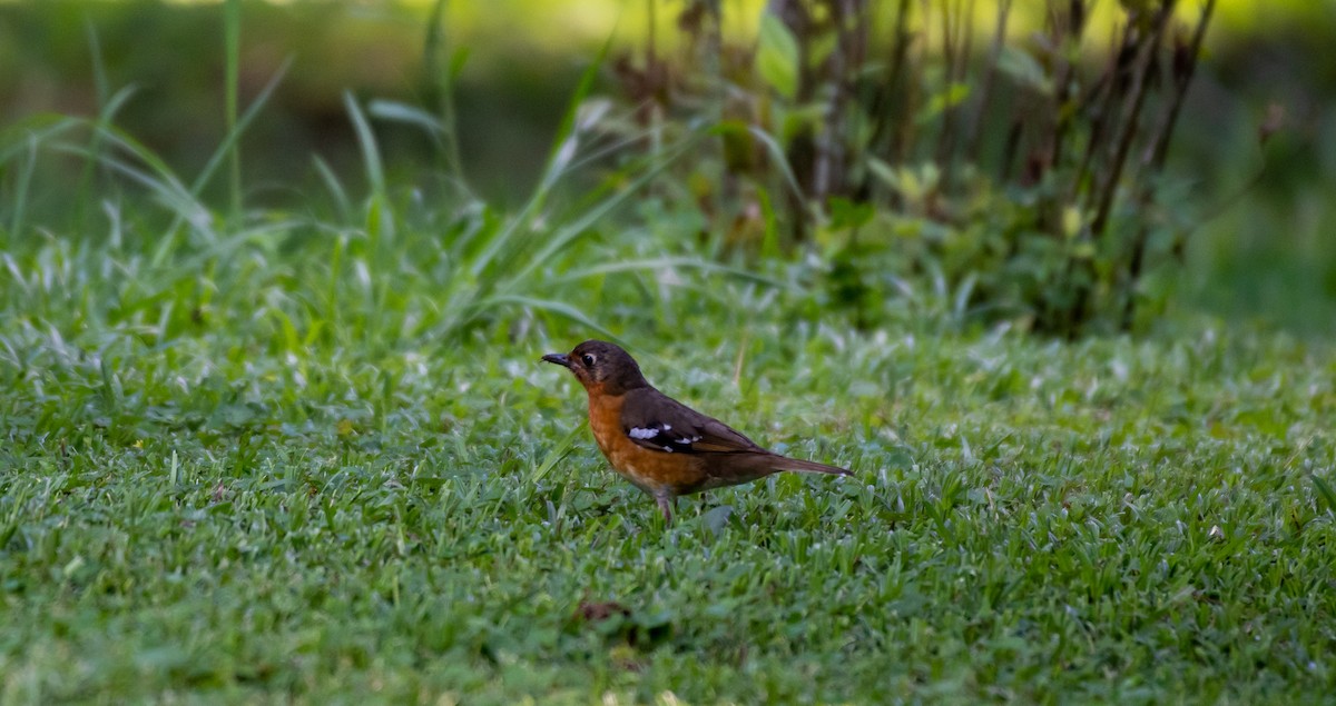 Orange Ground-Thrush - Erik Ostrander