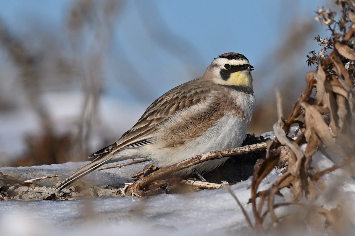 Horned Lark - ML420604681