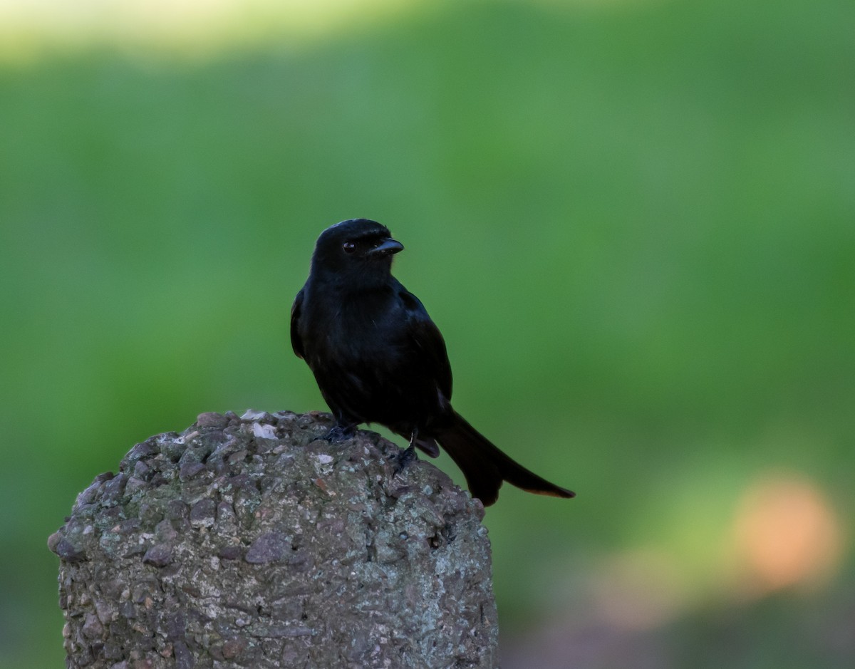 Fork-tailed Drongo - ML420604861